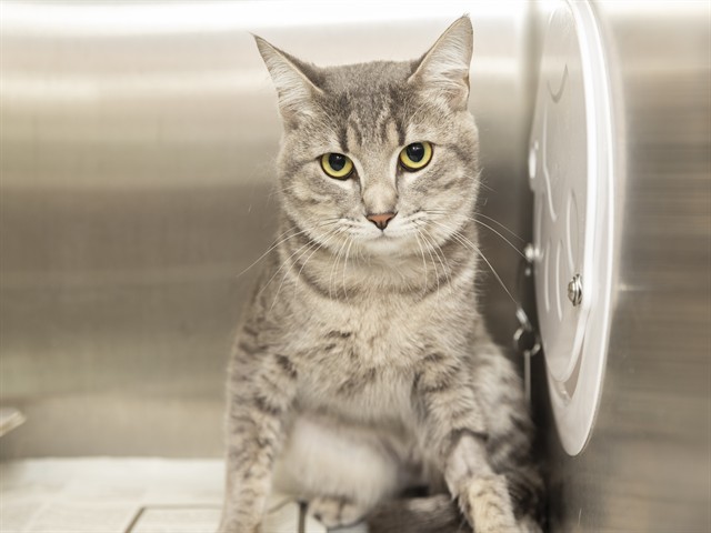 Image of Jack Jack the cat