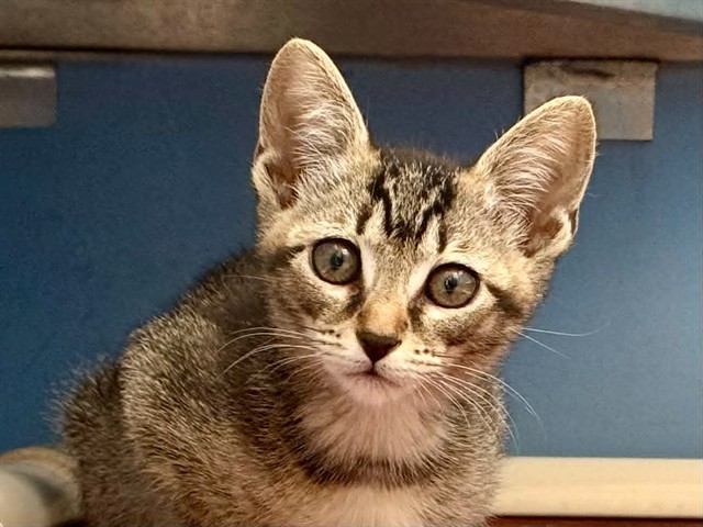 Tigress
