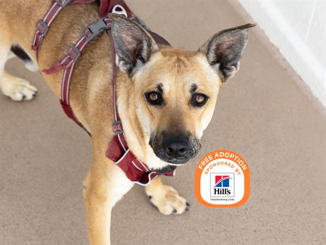 Image of Gage the dog