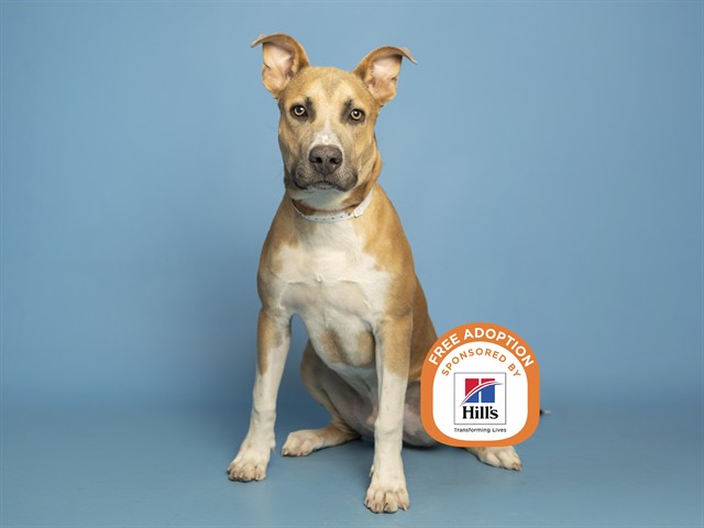 Image of Otter the dog