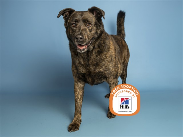 Image of Grizz the dog