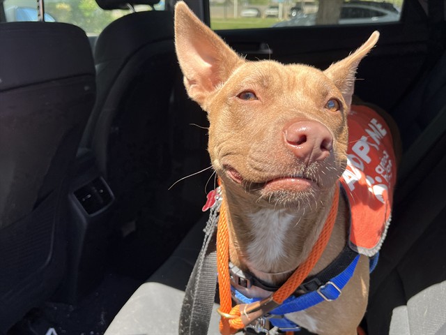 Image of Grammy the dog