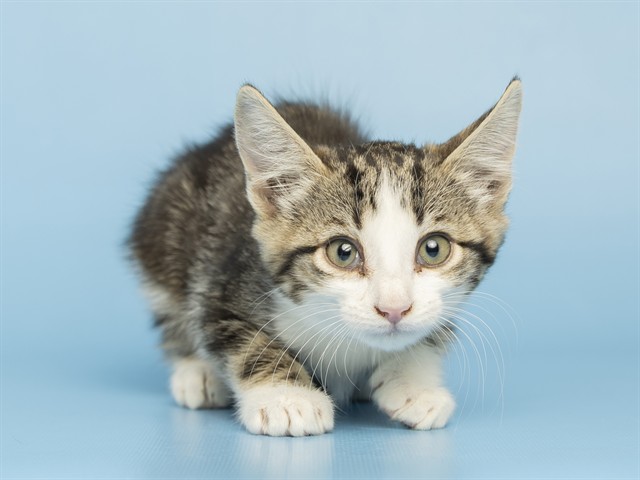 Image of Lucinda the cat