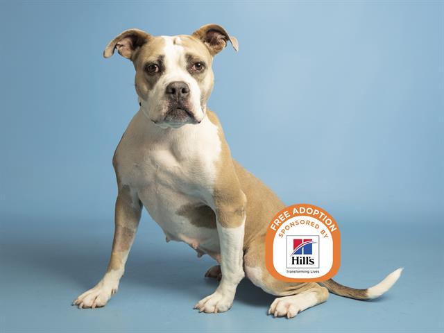 Image of Peanut the dog