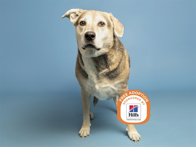 Image of Grace the dog
