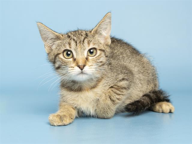 Image of Zelda the cat