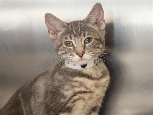Image of Vista the cat