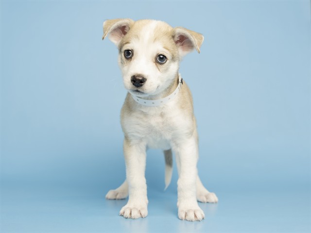 Image of Denali the dog