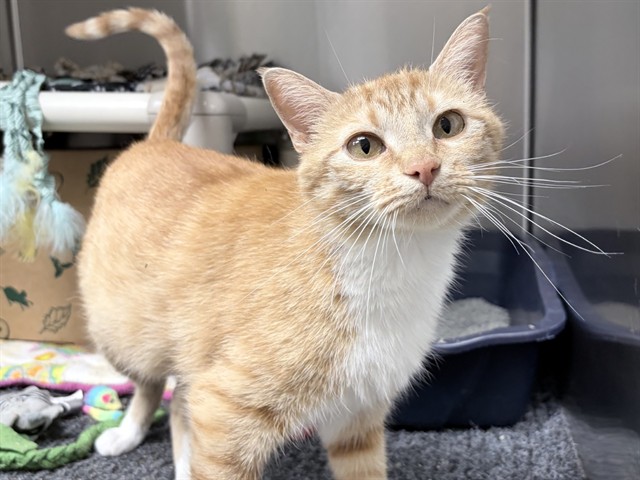 Image_A024815