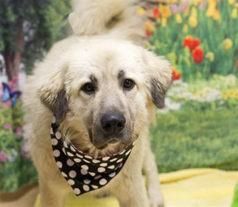 Image_A171476