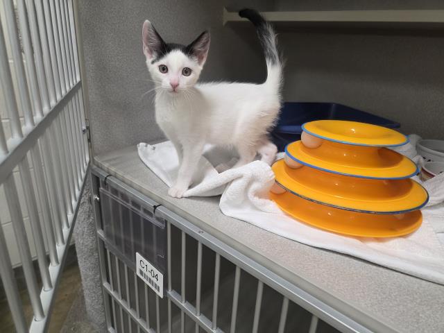 Image_A067439