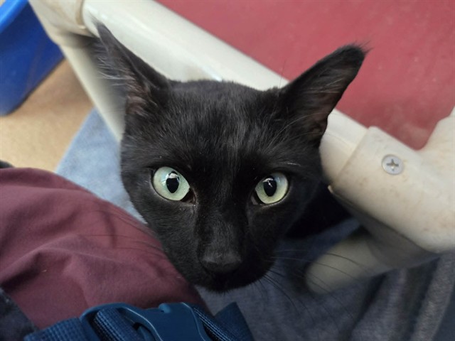 Cosmo