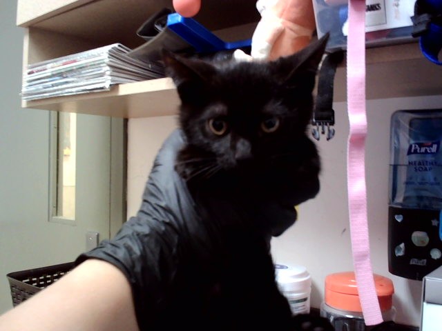Licorice
