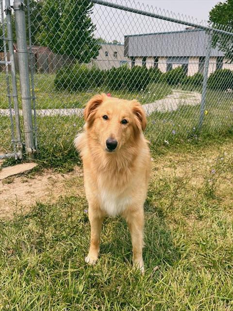 Golden Retriever