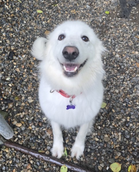 Great Pyrenees