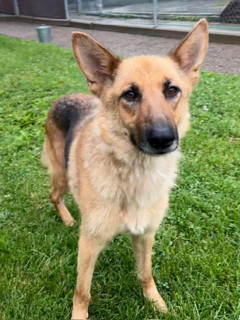 German Shepherd