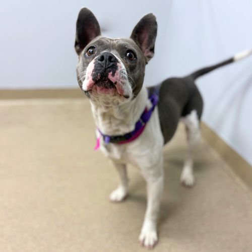 Image_A250329