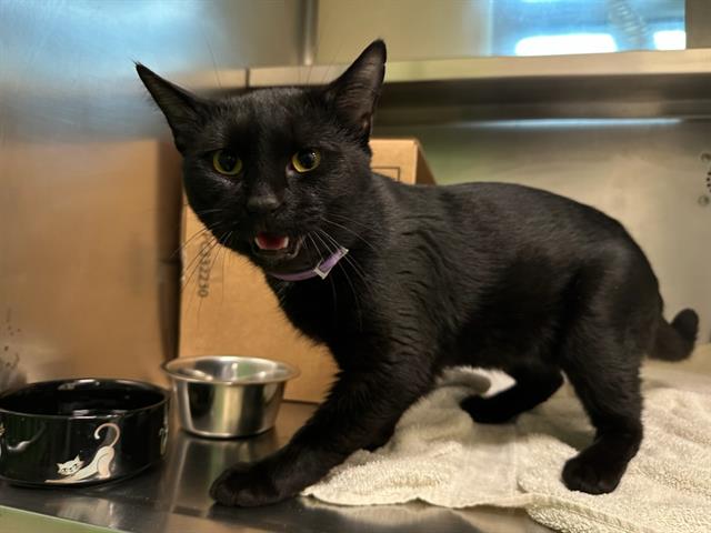 Image_A473826
