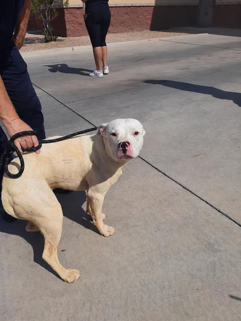 Image_A292170