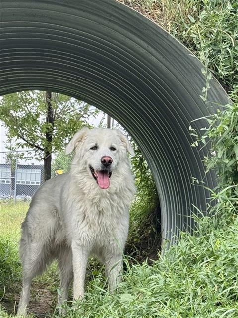 Juno