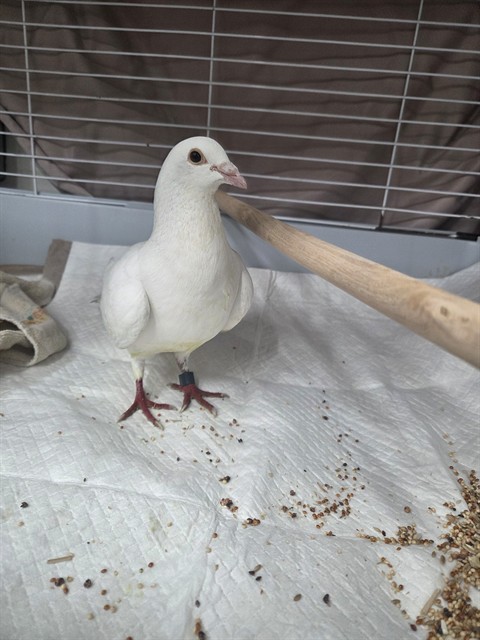 Image_A082973