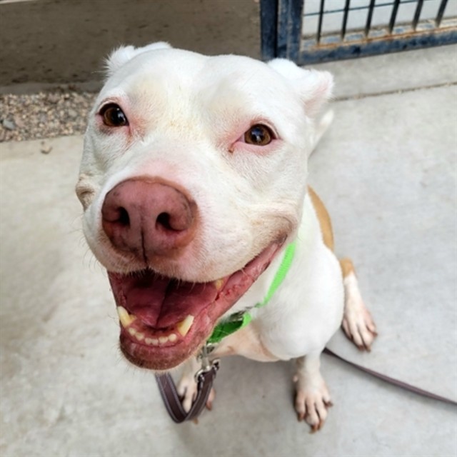 Image_A661728
