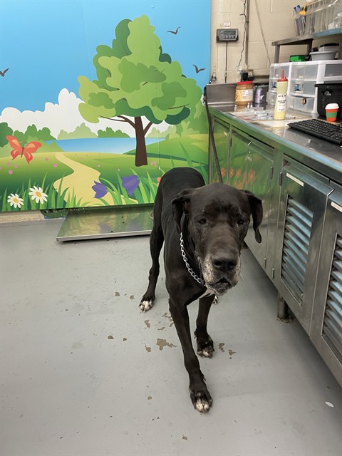 Image_A119944