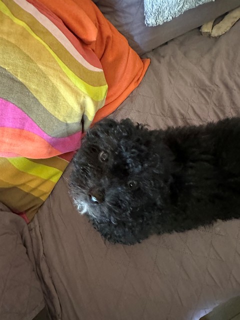 Image_A1041224
