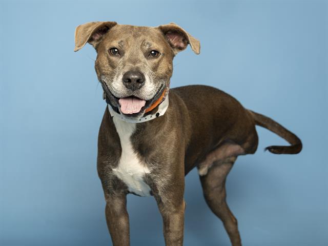 Image of Rupert the dog