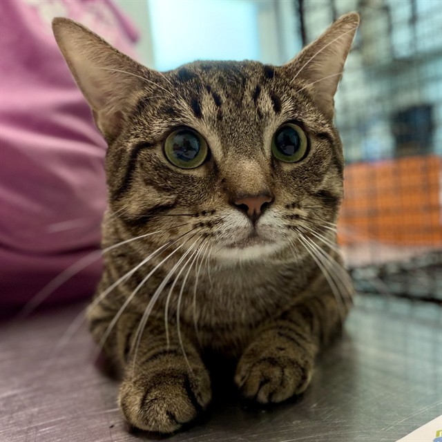 Image_A083751