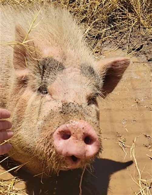 Image of Hamilton the livestock
