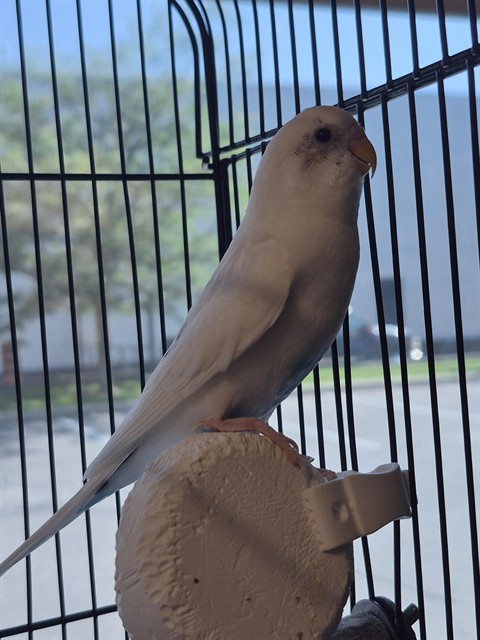 Image_A082995