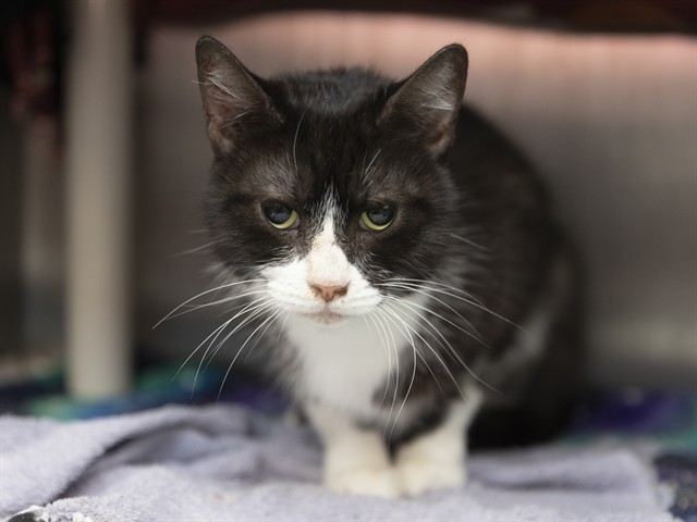 Image of Ruby the cat