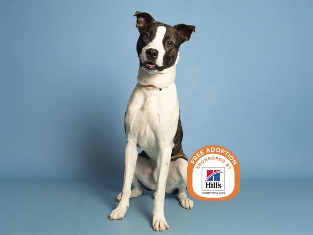 Image of Rubix the dog