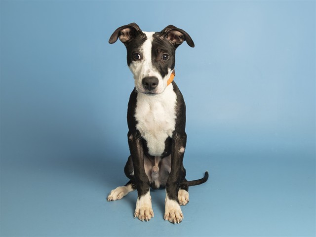 Image of Chicken Man the dog