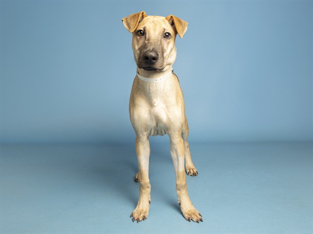 Image of Blitz the dog