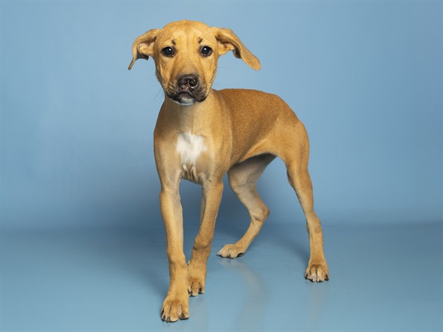 Image of Rosie the dog