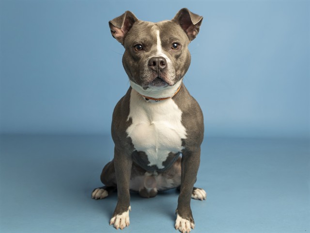 Image of Slinky the dog