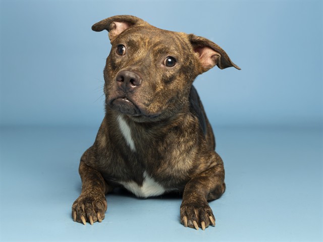 Image of Kidd the dog