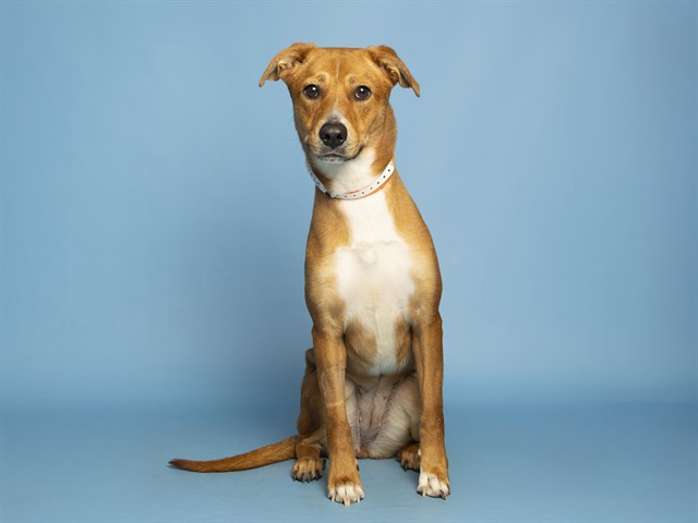 Image of Nellie the dog
