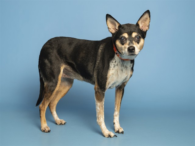Image of Ruby the dog