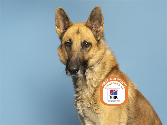 Image of Romeo the dog