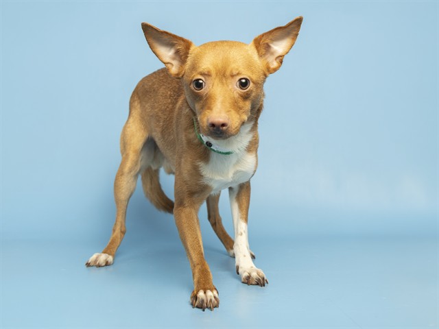 Image of Flaco the dog
