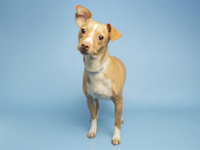 Image of Carmelita the dog
