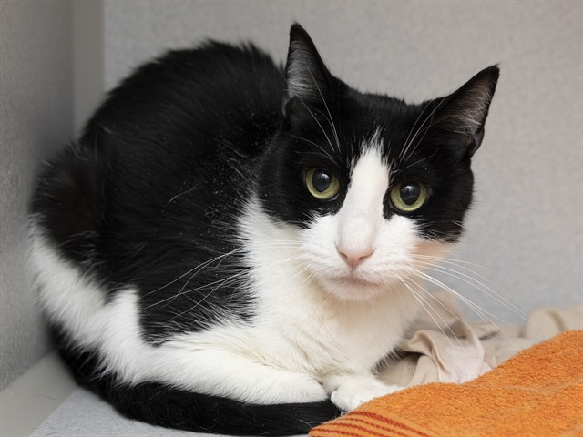 Image of Alice the cat