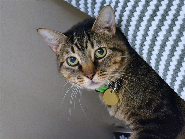 GINA