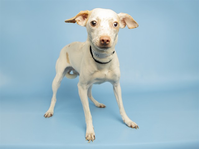 Image of Freckles the dog