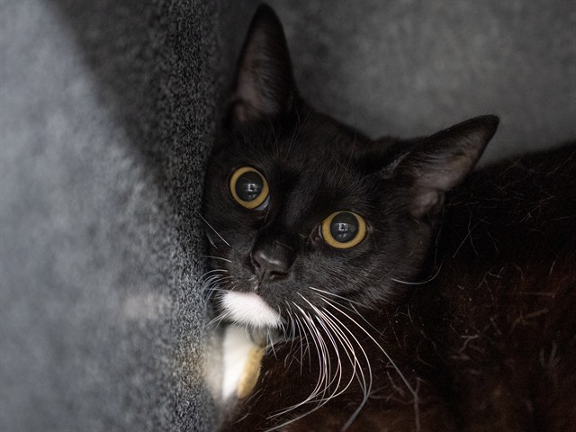 LUNA