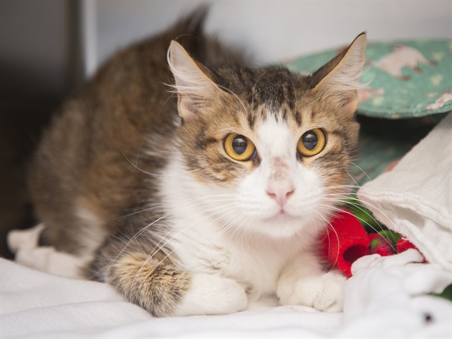 Image of Lenni the cat