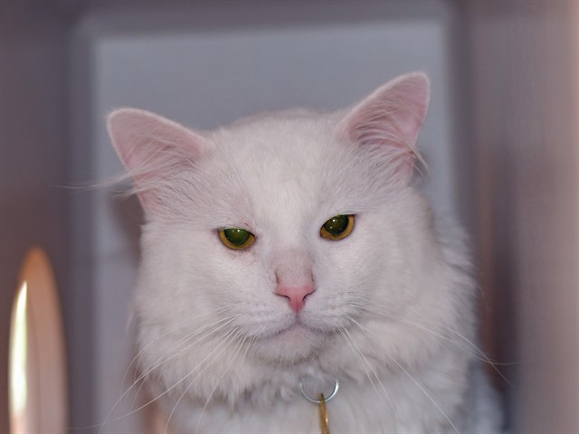 NIM
